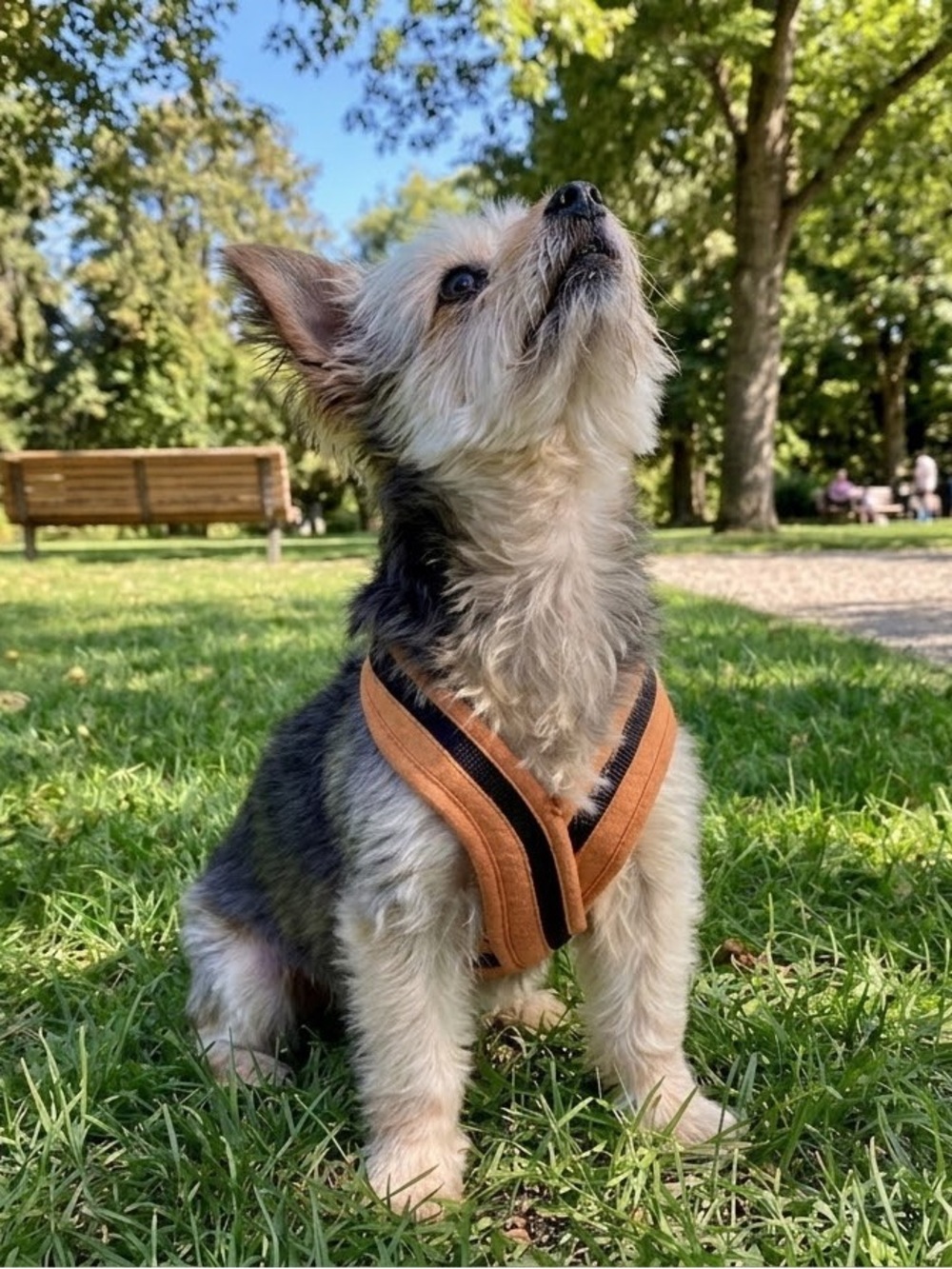 Gooby No Pull Dog Harness